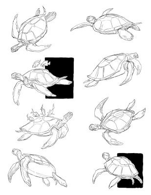 Martin Wittig Turtle Anatomy Sketch, Penyu Drawing, Turtle Drawing Reference, Turtle Anatomy Drawing, Sea Turtle Sketch, Turtle Sketch, Turtle Tattoos, Some Drawings, Turtle Drawing