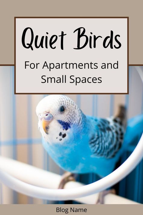 A blue, white and black budgie standing on a wooden perch inside a cage. Text states: Quiet birds for apartments and small spaces. Best Birds For Pets, Bird Pet Aesthetic, Finches Bird Pets, Pet Finch, Parakeet Cage Ideas, Bird Training, Best Pet Birds, Types Of Pet Birds, Bird Room