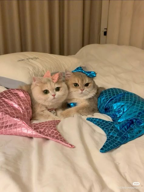 Funny Cat Pfp, Mermaid Clothes, Cat Mermaid, Spoiled Cats, Cute Animal Memes, Cats Memes, Silly Cats Pictures, Cute Cats Photos