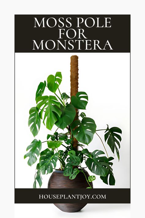 Enhance the growth of your Monstera Deliciosa with a moss pole! 🌿🌟 Originating from Central America, this stunning plant thrives with the right support system. Moss poles help encourage healthier growth and the development of its signature split leaves. Elevate your indoor gardening game with this essential accessory! #MonsteraDeliciosa #MossPole #IndoorGardening #PlantCare 🪴💚 Moss Pole For Monstera, Moss Pole, Indoor Greenery, Monstera Deliciosa, Indoor Gardening, Support System, Central America, Plant Care, The Secret