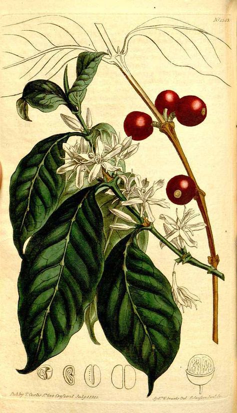 The arabica plant is pivotal to what we do. We have a similar illustration in a few of our shops. Coffee Tattoo, Robusta Coffee, Coffea Arabica, Coffee Tree, Coffee Drawing, Coffee Painting, Coffee Flower, Coffee Illustration, Coffee Plant