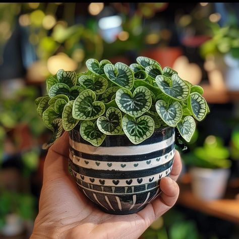 Plants Are Friends, Inside Plants, Plant Aesthetic, House Plants Decor, House Plants Indoor, Pretty Plants, Succulents Garden, Cool Plants, Plant Life