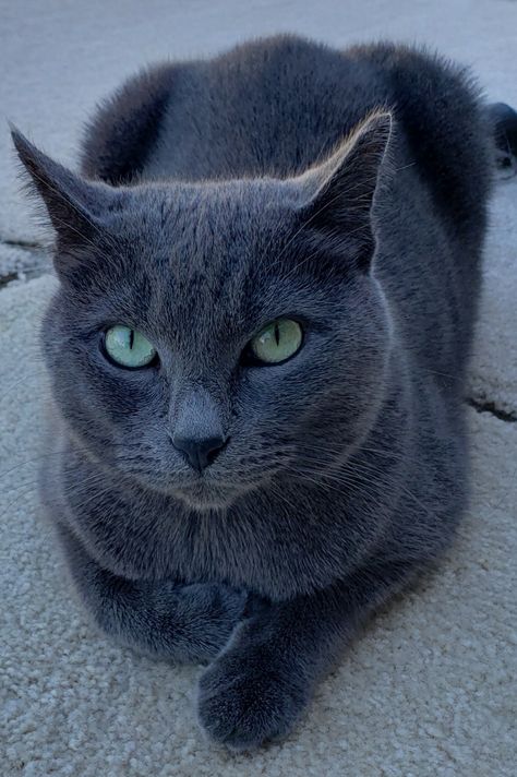 Russia Blue Cat, Blue Russian Cat, British Blue Cat, Russian Blue Kitten, Russian Cat, Cat With Green Eyes, Chartreux Cat, Cat Problems, Dream's Cat