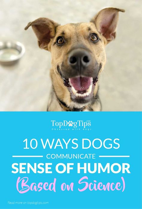 10 Ways Dogs Communicate Their Sense of Humor According to Science. The personal experiences of at least 50 million dog devotees combined with the high science of a handful of rat-, ape- and dog-tickling animal behaviorists have irrefutably proven that dogs have a sense of humor. #dogs #humor #pets #science #studies #animals #funny The More I Learn About People Dogs, Dog Science, Fun Facts About Dogs, Improve Immune System, Dog Communication, Animal Communication, Communication Activities, Animal Behaviorist, Spiritual Reading