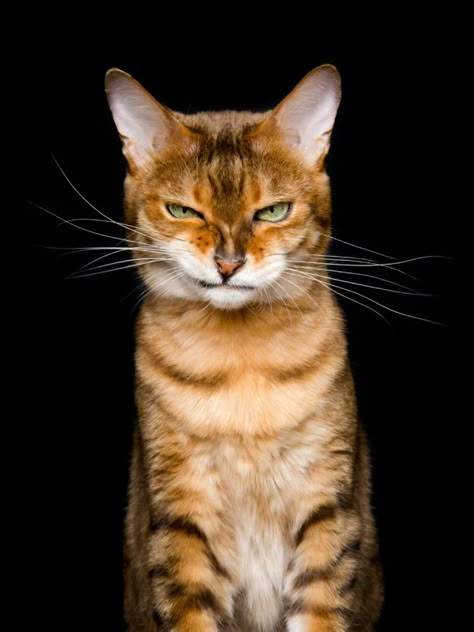 Photographer Captures the Many Humorous Expressions of Cats | PetaPixel Cat Expressions, Cat Reference, Cat Pose, Airbrush Art, Cat Photography, Cat Portraits, Cute Kittens, Warrior Cats, Cat Face