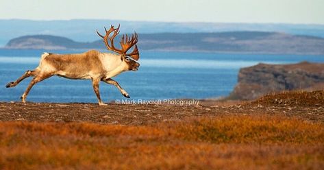 Woodland Caribou, Snow Window, Caribou Hunting, Caribou Antlers, Buck In Forest, Animal Poses, Elk In Snow, Animal Studies, Vintage Hunting