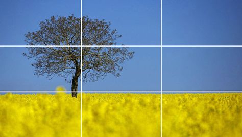 Photograph of a generically placed tree and horizon line. Rule Of Thirds Examples, Photography Composition Rules, Rule Of Thirds Photography, Rules Of Composition, Photography Elements, Composition Techniques, Photography Rules, Manual Photography, Rule Of Three