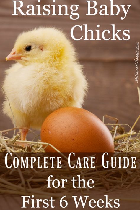 Raising Baby Chicks, Urban Chicken, Urban Chicken Farming, Baby Chicks Raising, Raising Chicks, Chicken Farming, Urban Chickens, Backyard Chicken Farming, Raising Backyard Chickens