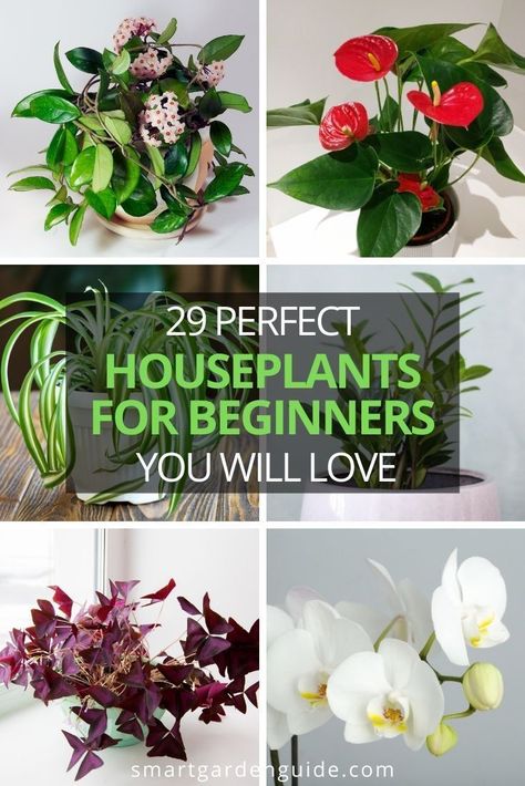 Houseplants For Beginners, Small Houseplants, Houseplant Ideas, Houseplant Tips, Beautiful Houseplants, Best Houseplants, Easy Indoor Plants, Easy Care Houseplants, Growing Garden