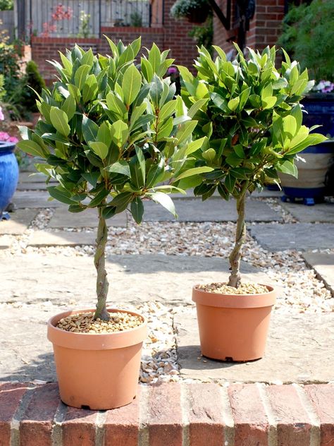 Potted Trees Patio, Bay Leaf Tree, Bay Laurel Tree, Bay Trees, Laurel Tree, Bay Tree, Herb Garden Design, Topiary Garden, Wooden Steps