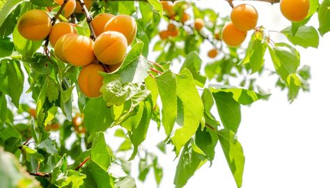 Like most fruit trees, apricots (Prunus armeniaca) do not bear fruit in the first year after planting. The tree needs to reach maturity and have a successful bloom period several months before it will fruit. Once your apricot tree starts fruiting, you can expect fruit from it for years to come, but not necessarily for ... Apricot Tree, Tree Growth, Forest Ecosystem, Urban Forest, Fresh Image, Growing Fruit, Fruit Trees, The Tree, First Year