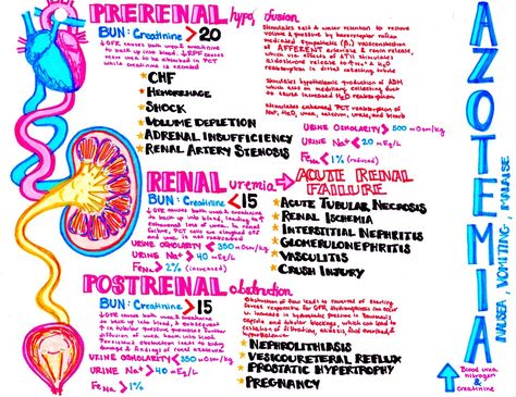 azotemia: know your renal failures Anatomy Medical Notes, Med Surge, Physiology Study, Medical Assisting, Concept Maps, Nursing Cheat, Anatomy Medical, Medical Notes, Nurse School