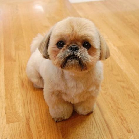 Top 10 Popular Shih Tzu Haircuts (30+ Pictures) | Page 2 of 10 | The Paws Shitzu Dogs Haircuts, Shih Tzu Hair Styles, Dog Grooming Shih Tzu, Shih Tzu Puppy Cut, Puppy Haircut, Shih Tzu Haircuts, Perro Shih Tzu, Chien Shih Tzu, Shitzu Dogs