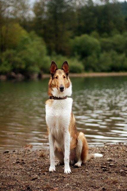 Collie. By Katie McLellan. IT LOOKS LIKE MY OLD DOG, LAD!