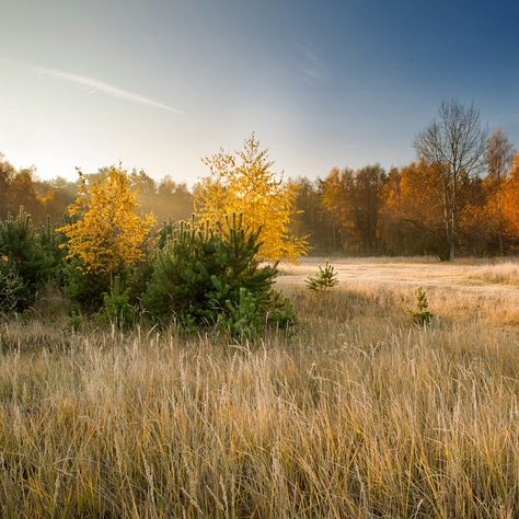 Late Summer Early Fall Aesthetic, Early Autumn Aesthetic, Country Landscape Photography, Landscape Reference Photos, Autumn Landscape Photography, Woman In Field, Autumn Meadow, Character Archetypes, Sunny Field