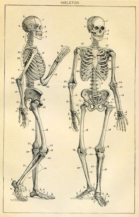 Encyclopedia Illustration, Anatomy Book, Human Skeleton Anatomy, Medical Drawings, Anatomy Bones, Skeleton Anatomy, Skeleton Drawings, Medical Posters, Skeleton Illustration