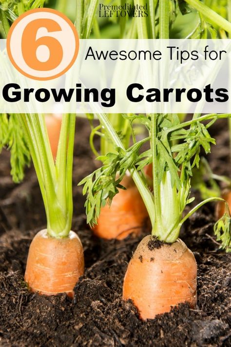 Grow Carrots, Growing Carrots, Meteor Garden 2018, Magic Garden, Garden Quotes, Homestead Survival, Wildflower Garden, Organic Gardening Tips, Olive Garden