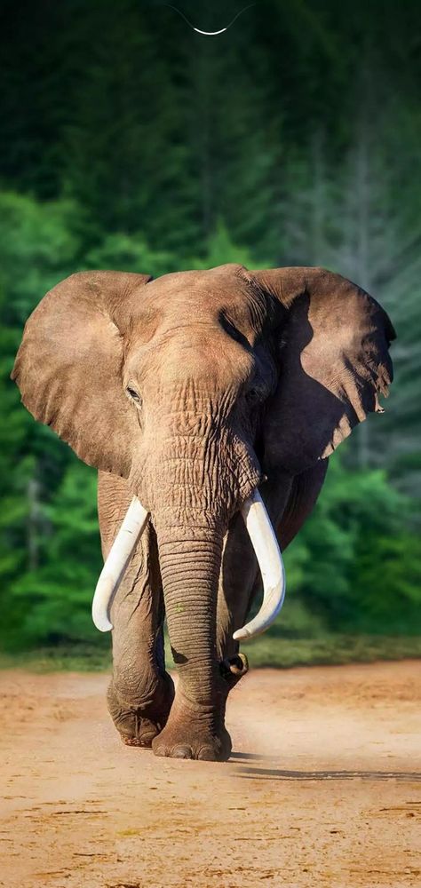 Elephant wallpaper android / nature wallpaper Elephant Wallpapers, Animal Close Up, Wildlife Wallpaper, Elephant Photography, Elephant Wallpaper, Wild Animals Photography, Beautiful Wildlife, Elephants Photos, Wild Elephant