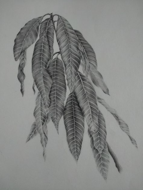 Mango Leaf Drawing, Mango Leaves Drawing, Nature Study Sketch, Leaves Drawing Pencil, Nature Study Drawing Sketch, Foliage Drawing, Ink Shading, Blind Drawing, Mango Leaves