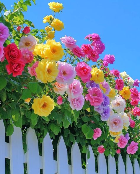 Bright Flowers Aesthetic, Beautiful Flower Gardens, Backyard Flowers, Beautiful Flowers Photography, Colourful Flowers, Lovely Flowers Wallpaper, Trending Pins, Wallpaper Nature Flowers, Flowers Rose