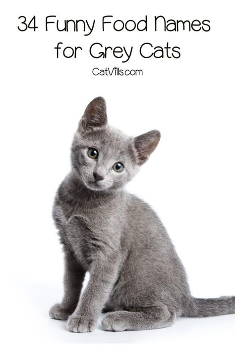 Finding food names for grey cats is no easy feat! However, these ideas for males and females are just perfect for your smoke-colored kitty! Grey Food, Cat Names For Grey Cats, Grey Kitten Names, Grey Cat, Name For Black Cat, Name Idea For Cat, Male Cat Names Unique, Grey Cat Names, Boy Cat Names