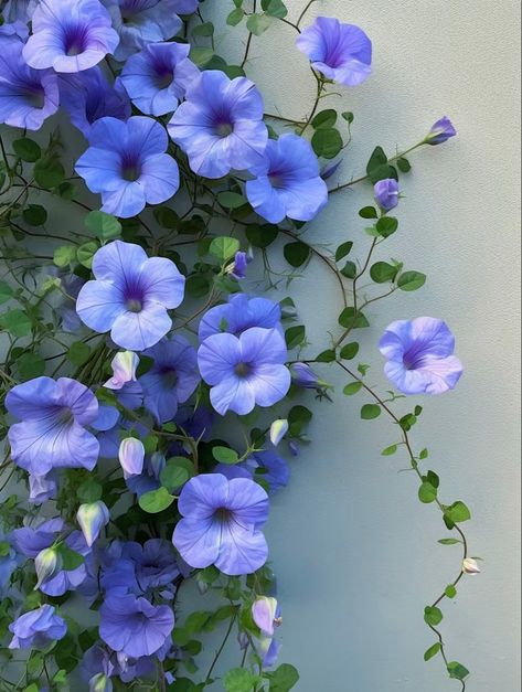 Blue Cosmos Flowers, Periwinkle Flower, Tattoo Plant, Periwinkle Flowers, Trailing Flowers, Very Beautiful Flowers, Rose Oil Painting, Hibiscus Plant, Flower Vase Arrangements