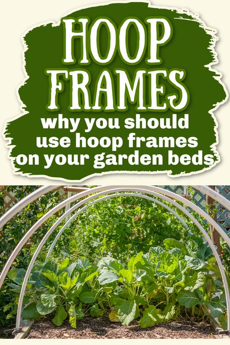 You can use DIY hoop gardens in the summer for shade and the winter to keep your crops warm. Check out these diy hoop gardens we use on our homestead! Hula Hoop Garden Ideas, Suburban Homesteading, Homestead Gardening, Shade Cloth, Master Gardener, Raised Beds, Growing Vegetables, Shade Garden, Winter Garden