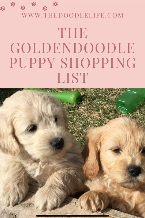 A must-have shopping list of everything you will need prior to bringing home your new Goldendoodle puppy. | Bringing Home a Goldendoodle Puppy – The Essential Shopping List (2022) | #puppyshoppinglist #goldendoodles #goldendoodleshoppinglist #puppymusthavelist #goldendoodlepuppy #goldendoodlepuppyshoppinglist #doglist #whatapuppyneeds Mini Goldendoodle Accessories, Golden Doodle Essentials, Goldendoodle Puppy Must Haves, Bringing Home A Puppy, Golden Doodle Must Haves, Miniature Golden Doodle Puppy, Golden Doodle Accessories, Goldendoodle Accessories, Goldendoodle Aesthetic