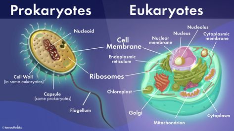 What's the Difference Between Prokaryotic and Eukaryotic Cells? | HowStuffWorks Nuclear Membrane, Prokaryotic Cell, Cells Worksheet, Eukaryotic Cell, Plasma Membrane, Cell Structure, Structure And Function, Plant Cell, Protein Synthesis