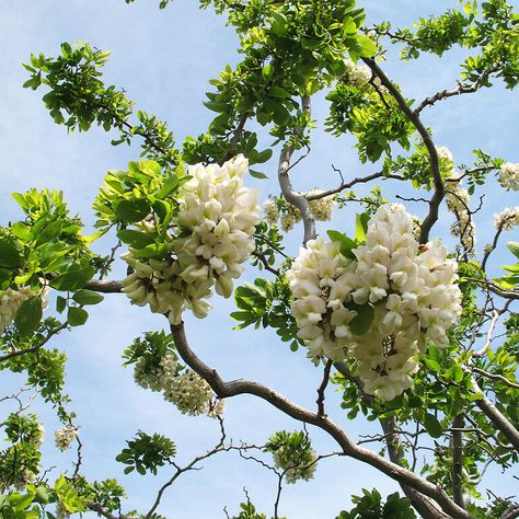 Twisty Baby_Black_Locust_4 copy Black Locust Tree, Yard Trees, Locust Tree, Baby Tree, Patio Trees, Redbud Tree, Crabapple Tree, Conifer Trees, Dogwood Trees