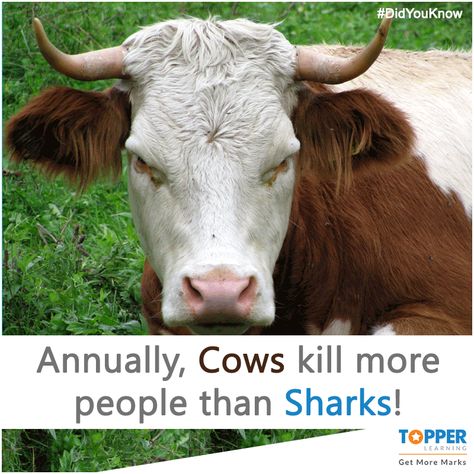 #DidYouKnow Annually, Cows kill more people than Sharks! It's Monday Again, Mad Cow, Livestock Feed, Futures Trading, Monday Again, State Board, It's Monday, Online Study, Future Trends