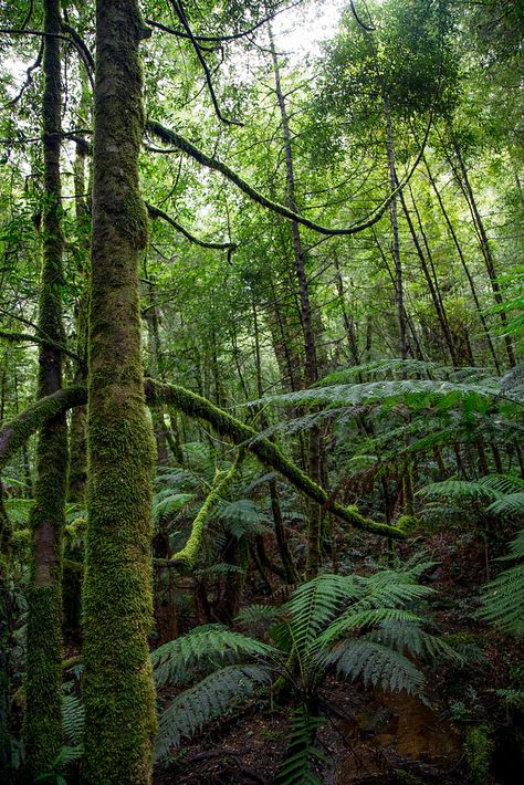 Australian Rain Forest. Australian Jungle, Australian Forest, Australian Environment, Australian Rainforest, Botanical Images, Lodge Ideas, Australian Natives, Daintree Rainforest, Bow Art