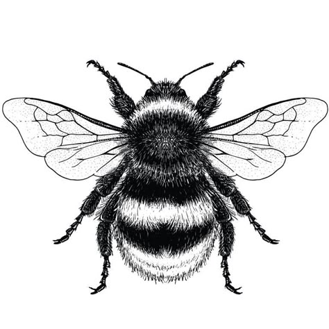 Bumble Bee Stock Illustrations – 12,659 Bumble Bee Stock Illustrations, Vectors & Clipart - Dreamstime Bumble Bee Clipart, Borboleta Tattoo, Bumble Bee Tattoo, Insect Coloring Pages, Bee Wings, Bee Drawing, Insect Tattoo, Bee Tattoo, Dot Work Tattoo