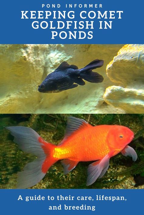 Comet Fish, Goldfish Pond Ideas, Pond Goldfish, Fish Fountain, Pond Tank, Outdoor Fish Ponds, Goldfish Breeding, Goldfish Care, Small Fish Pond