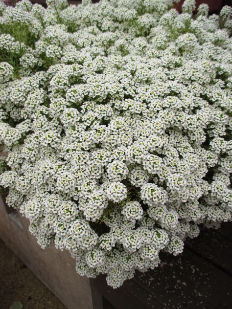 Drought Tolerant Annuals, Alyssum Flowers, Horticulture Therapy, Sweet Alyssum, Fluffy Snow, Jungle Gardens, Balcony Plants, Moon Garden, Ground Cover Plants