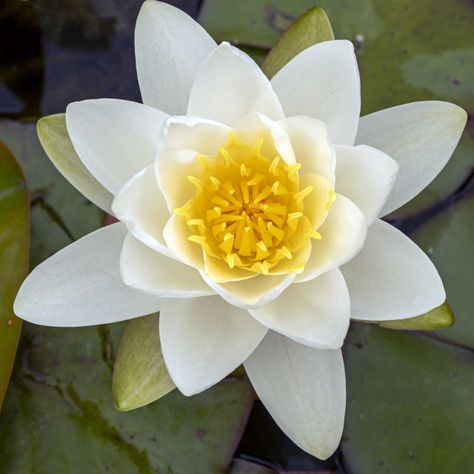 White and yellow waterlily flower seen from above by AngieC Waterlily Flower, Bloom Blossom, Website Backgrounds, Fashion Illustration Dresses, Print Advertising, Water Lilies, Floral Botanical, Flowers Photography, Lotus Flower