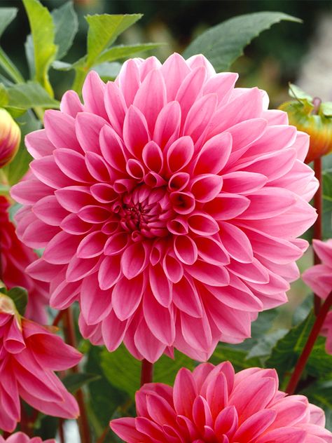 Dahlia Lucky Number Tubers Juliette Tattoo, Pink Dahlia Flower, Grow Dahlias, Pink Dahlias, Glory Of The Snow, Individual Flowers, Dahlia Tubers, Growing Dahlias, Pink Dahlia