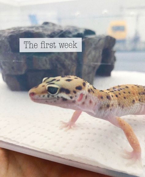 Moist Hide Leopard Gecko Diy, Leopard Gecko Enclosure Ideas, Leopard Gecko Terrarium Ideas, Leopard Gecko Diy, Spotted Gecko, Pet Gecko, Leopard Gecko Habitat, Leopard Gecko Care, Gecko Tank