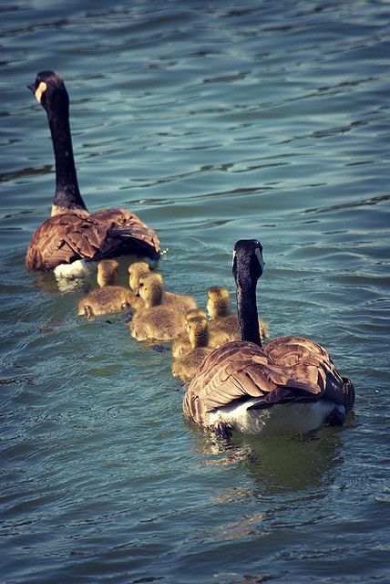 Family Protective Parents, Duck Stamp, Canadian Geese, Straight Path, Duck Family, Canada Geese, Canadian Goose, Baby Ducks, Role Model