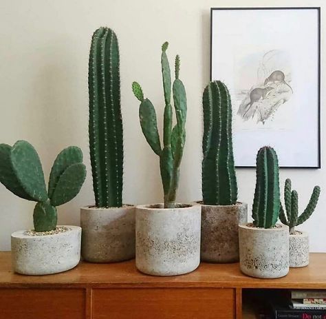 For the love of cactuses🌵🌵🌵 ———————————————— ✨Follow @plantscouts ✨Follow @plantscouts ———————————————— 📸// @aycactuss ———————————————— #plantsmakemehappy #cactus  #plantsofinstagram #houseplantplantclub #plantsgram #plantgang #homeiswheretheplantsare #plantaholic #livingwithplants #welovehouseplants #plantparenthood #thejungalow #ihavethisthingwithplants #planttherapy #botanicalpickmeup #houseplantclub #indoorjungle #plantsarefriends #housebeautiful #houseplantjournal #plantstyling #interio Indoor Cactus Plants, Kaktus Dan Sukulen, Cactus House Plants, Indoor Cactus, Pear Cactus, Cactus Decor, Green Cactus, Plant Decor Indoor, House Plants Decor