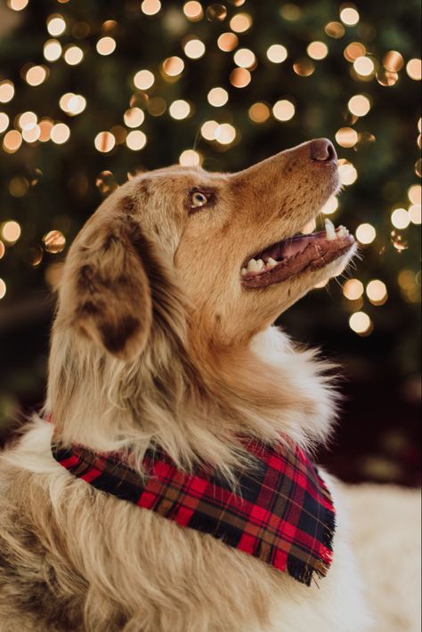 Red merle Australian shepherd. Canon christmas photoshoot Christmas Dog Photoshoot, Christmas Dog Photography, Christmas Wallpapers Tumblr, Christmas Pet Photos, Red Merle Australian Shepherd, Dog Christmas Photos, Merle Australian Shepherd, Australian Winter, Christmas Pets