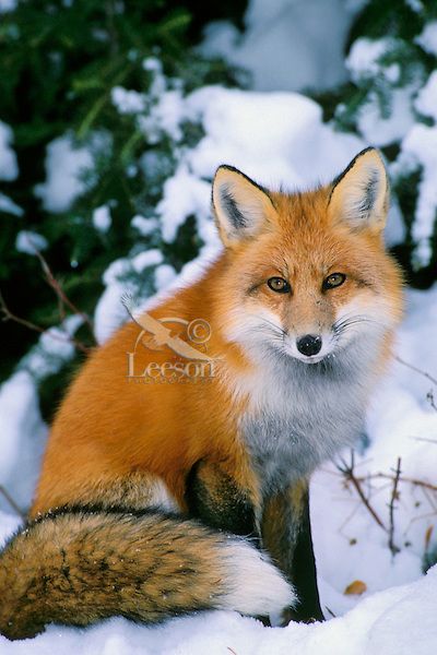 Red Fox by Tom & Pat Leeson Fox In Snow, Wild Animals Photography, Fox Pictures, Foxes Photography, Fox Painting, Pet Fox, Fox Art, Pembroke Welsh Corgi, Cute Fox