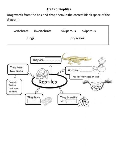 Reptile Traits worksheet Reptiles Worksheet, Reptiles Activities, Summer Camp Activities, Animal Classification, Animal Worksheets, Reptile Snakes, Animal Science, Science Worksheets, Crocodiles