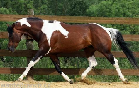 Mule Horse, Cheval Pie, Horse Crazy Girl, Canadian Horse, Pinto Horses, Horse Markings, Horse Custom, Horse Coat Colors, American Paint Horse