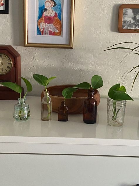 Propagating Plants Aesthetic, Plant Propagation Aesthetic, Pothos Aesthetic, Pothos Plant Propagation, Pothos Wall, Pothos Propagation, Pothos Plant Decor, Plants In Glass Jars, Selling Plants