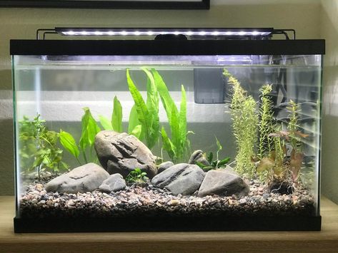 Fish Tank Rocks Ideas, Minimalist Fish Tank, Simple Fish Tank, Simple Aquarium Ideas, Betta Fish Tank Ideas Aquascaping, Modern Fish Tank, Aquarium Architecture, Fish Aquarium Decorations, Goldfish Tank