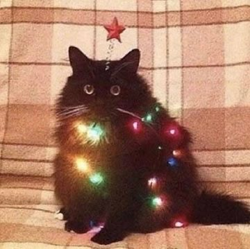 Christmas Pfp, Spotify Playlist Covers, Spotify Covers, Silly Animals, Silly Cats, Playlist Covers, Spotify Playlist, Black Cats, Christmas Cats