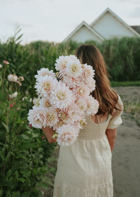 Dahlia - Diana's Memory - Buy tubers online | FLOREA Dahlia Diana's Memory, Growing Dahlias, Flower Cottage, Light Pink Flowers, Cut Flower Garden, Bouquet Arrangements, Floral Photography, Little Garden, Bulb Flowers