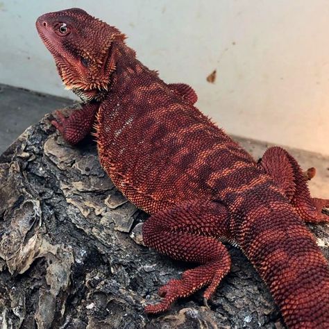 Black Bearded Dragon, Red Bearded Dragon, Baby Beard, Bearded Dragon Enclosure, Animal Infographic, Bearded Dragon Cute, Red Monster, Dinosaur Jr, Dragon Stuff