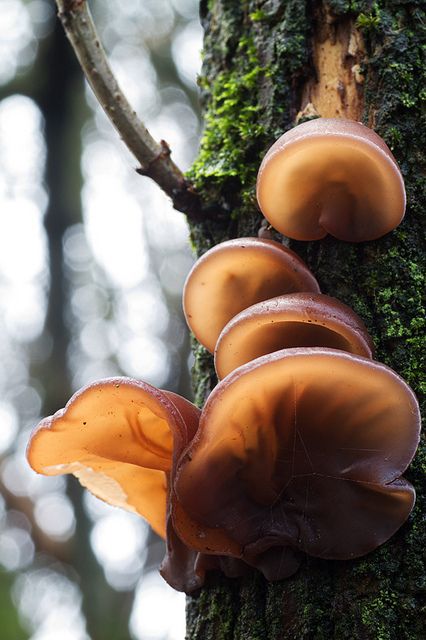 Jelly Mushroom, Ear Mushroom, Jelly Ear Mushroom, Mushroom Gills, Pretty Fungi, Inoculating Mushrooms, Mycorrhizal Fungi, Lichen Moss, Mushroom Pictures